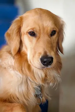 Sample photo of a golden retriever